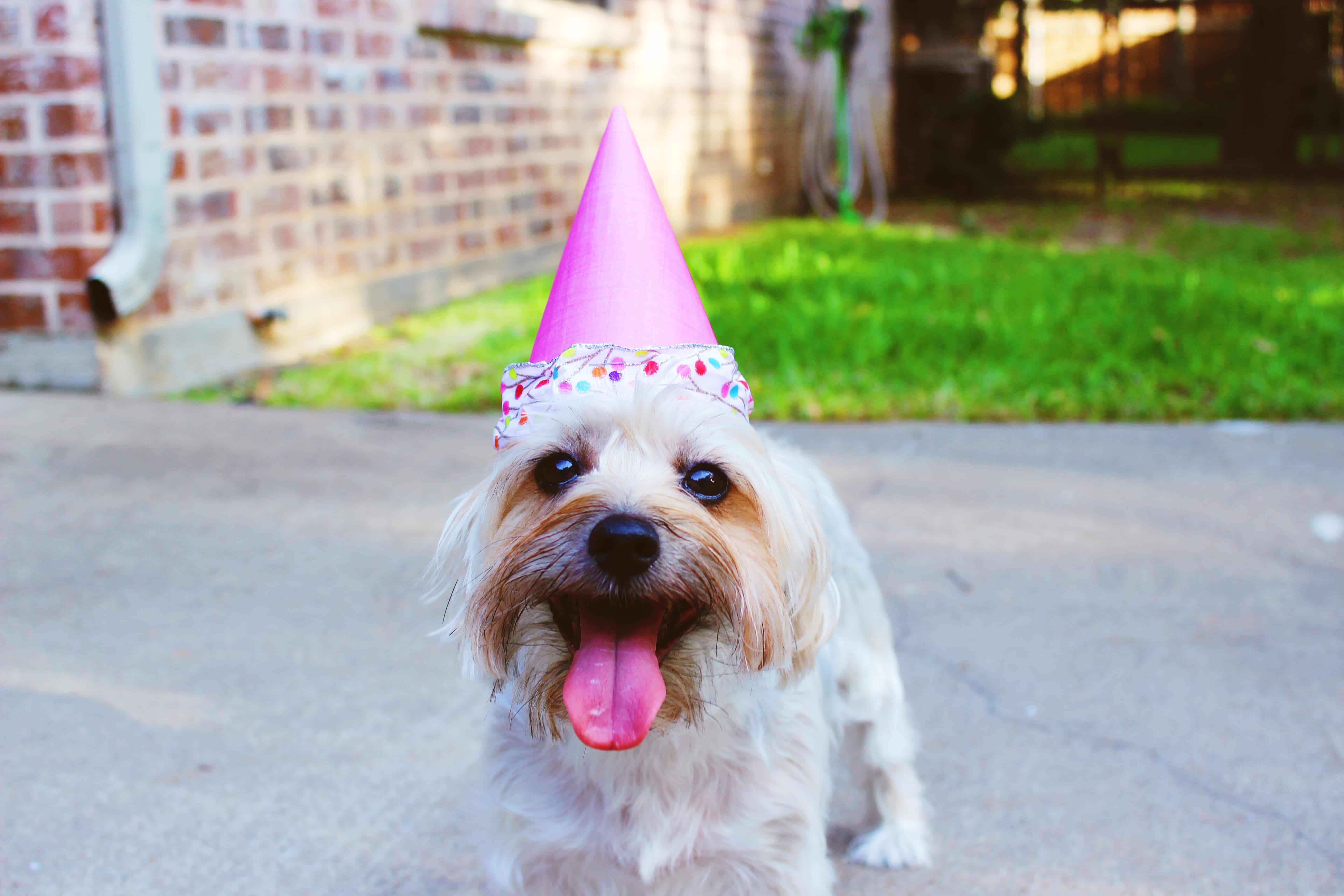 Celebrate Your Dog's Birthday