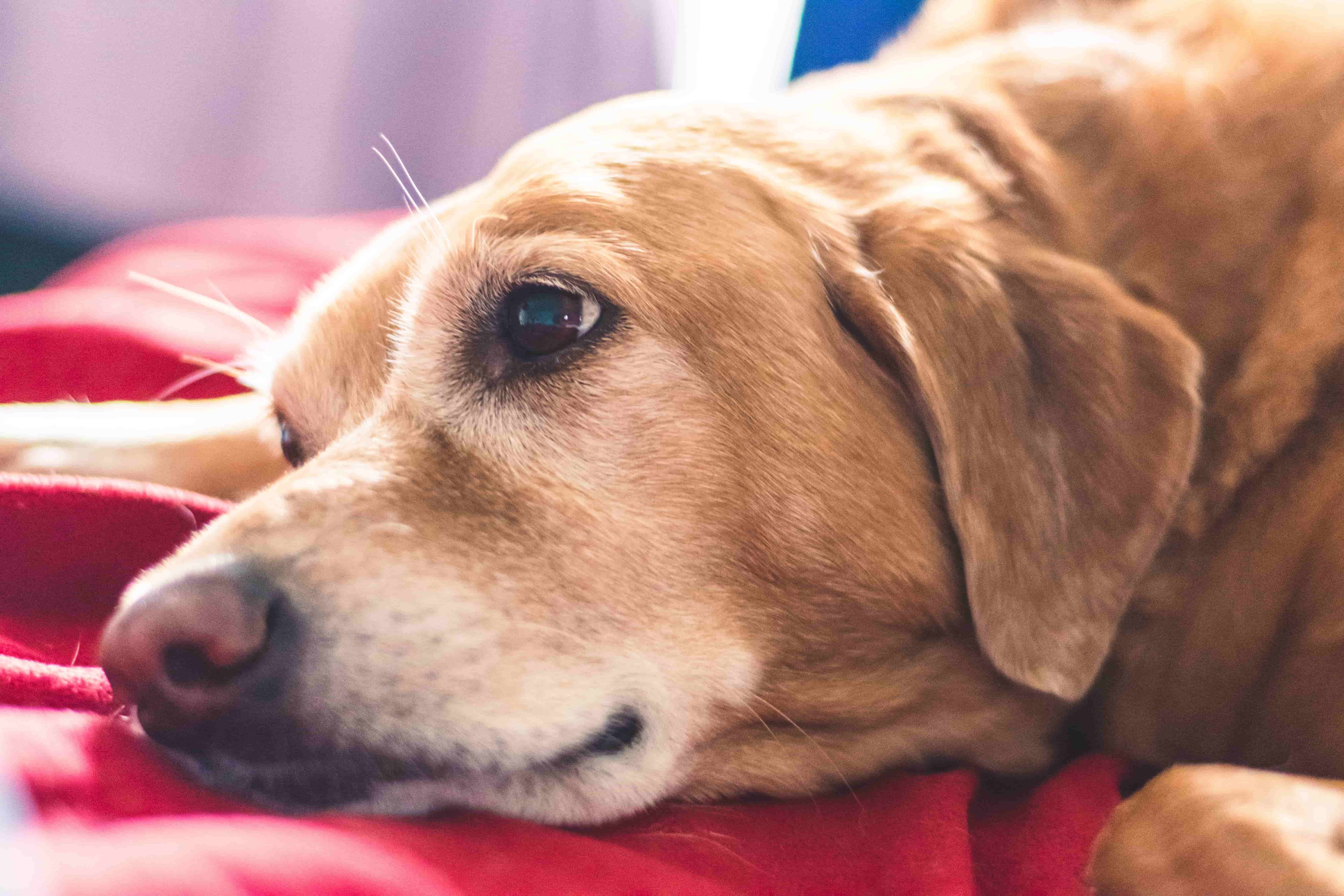﻿Senior Dog Care