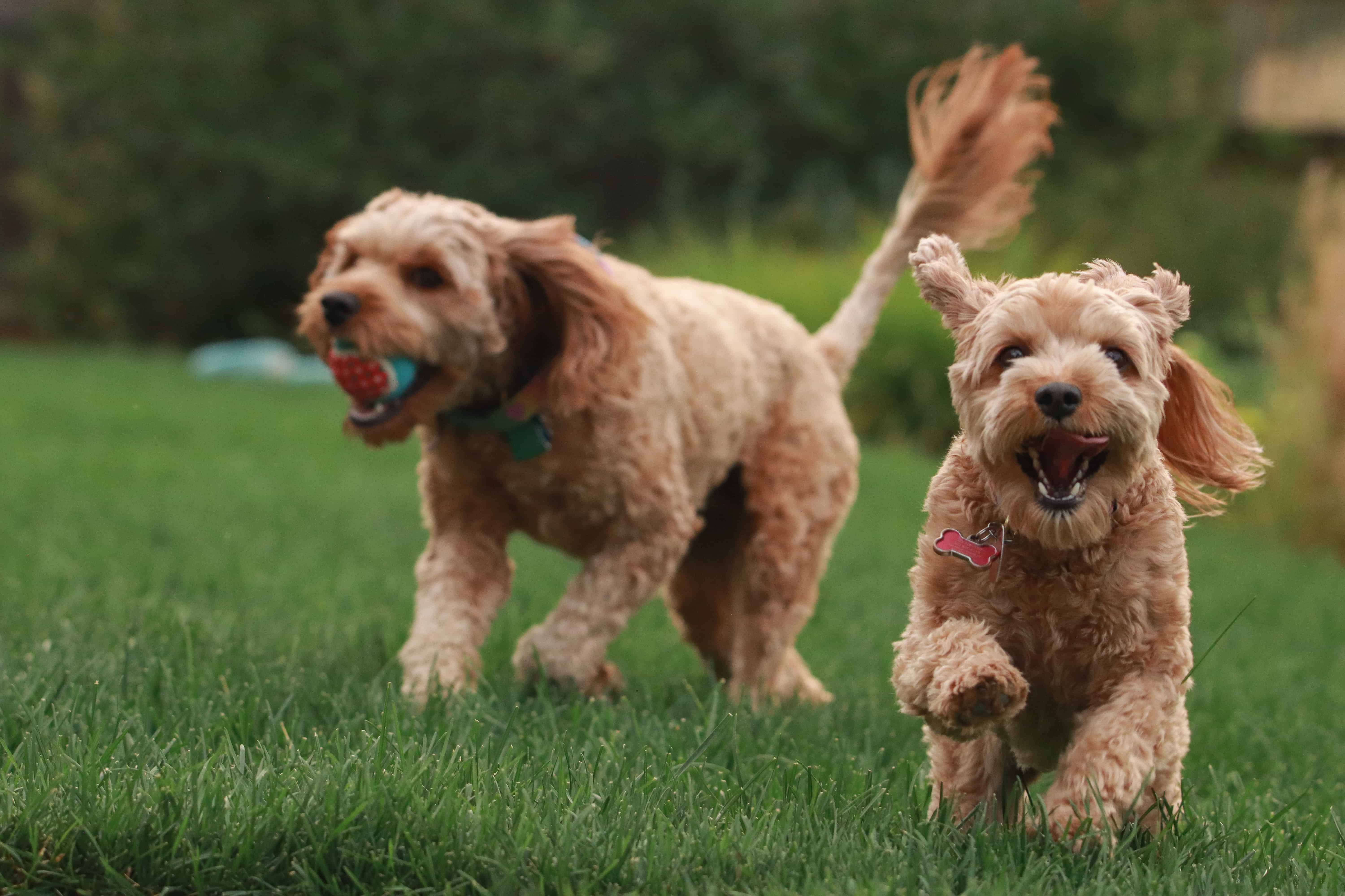 Dog Dental Care: 6 Easy Ways to Clean Your Dog's Teeth Naturally