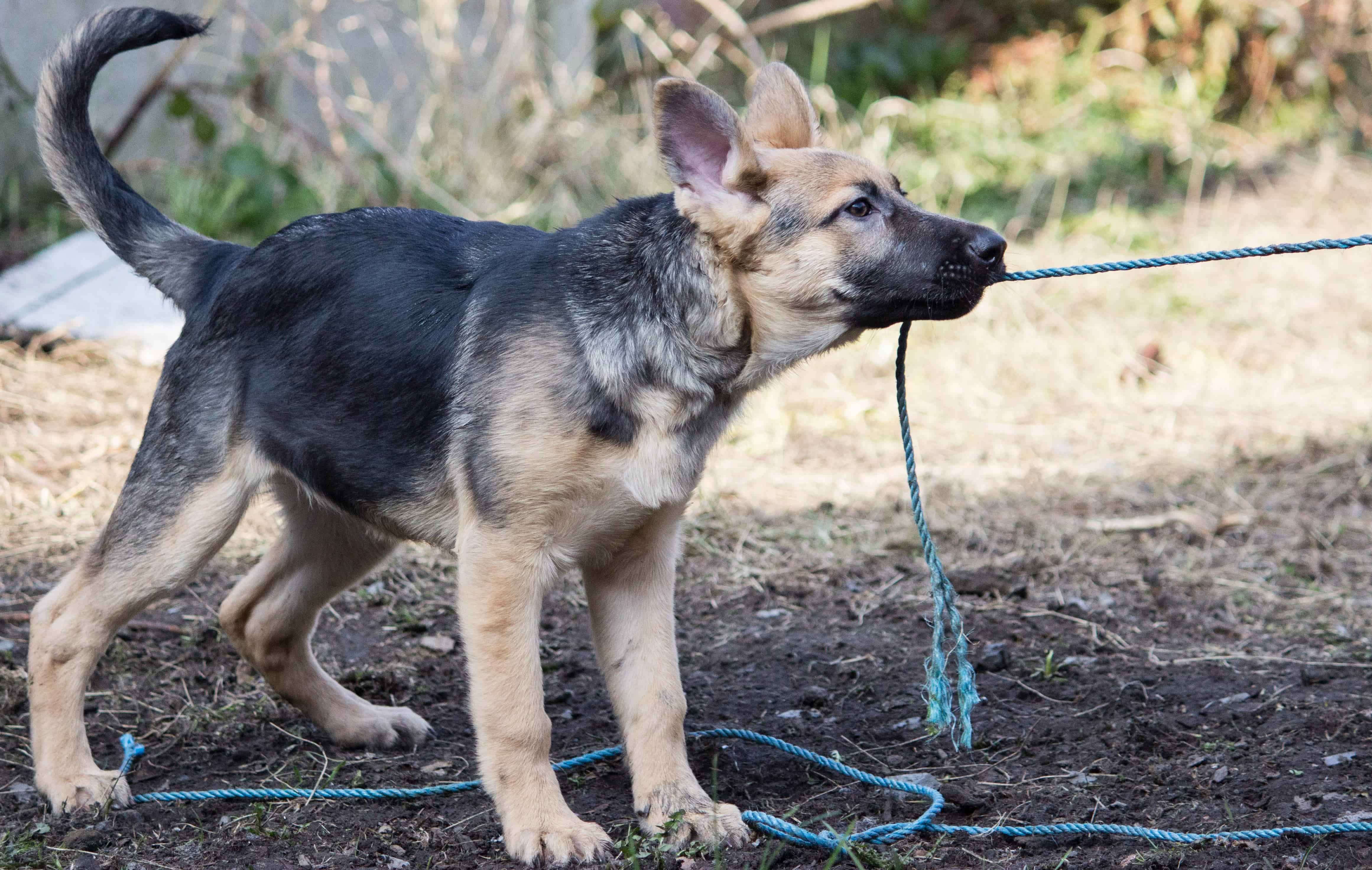 dog holding rope