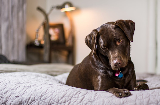 Why Dogs Cry At Night Secrets Revealed