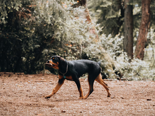 Rottweiler