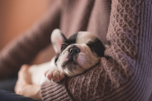 Dog Sleeping in the Hand