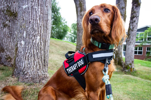 Therapy Dog Training