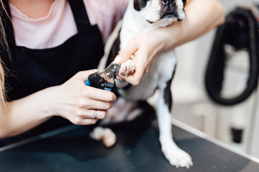 Dog Nail Cutting