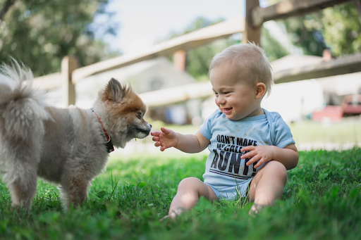 kids and dogs