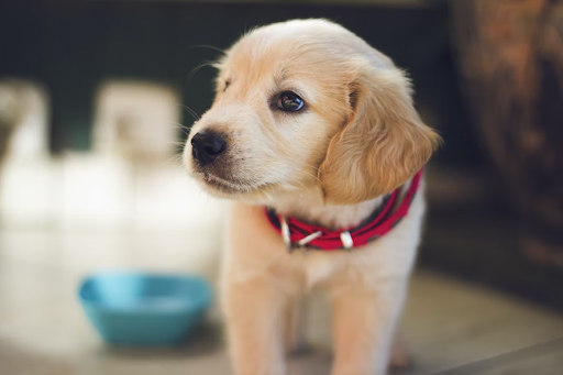 Steps To Potty Train Your Puppy