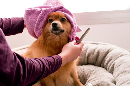 Constant Brushing of Dogs