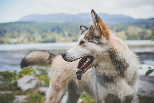 Do Dogs Have Taste Buds