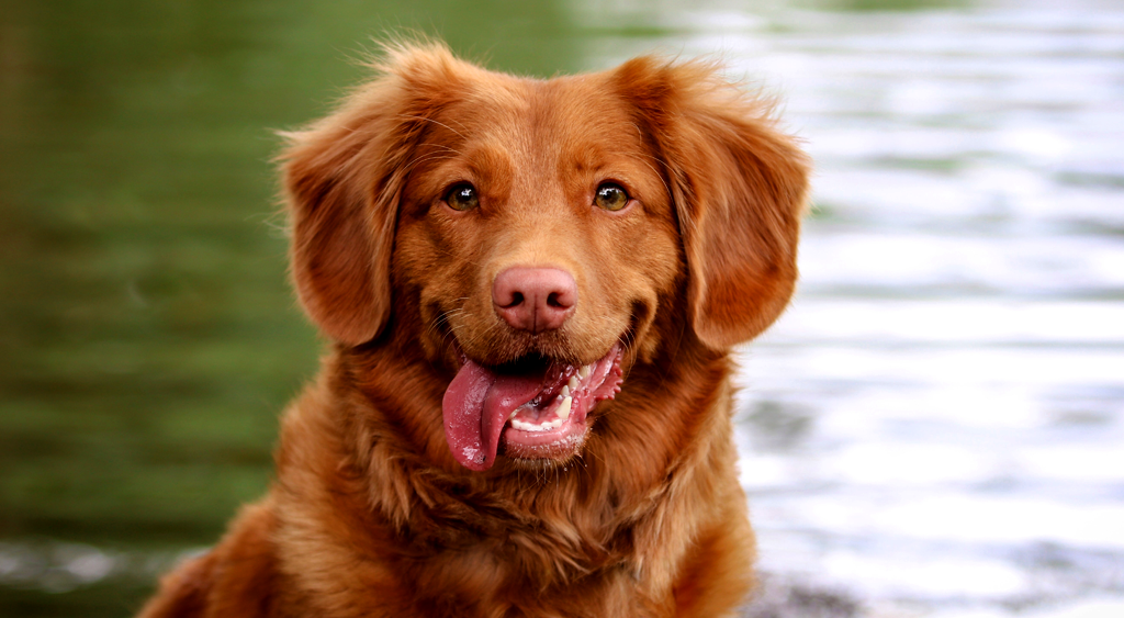Can dogs eat cheese online