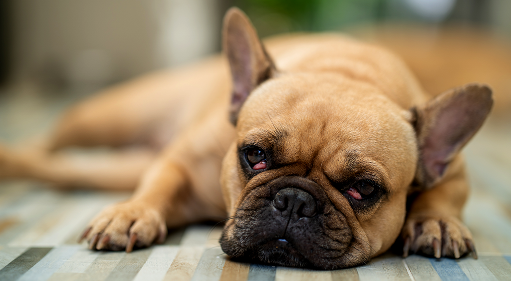 Common Symptoms Of Worms In Dogs