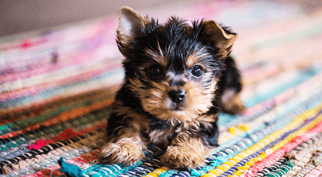 How To Potty Train Your Puppy In A Week