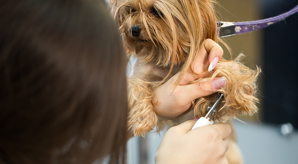 Cut Your Dog's  Nail