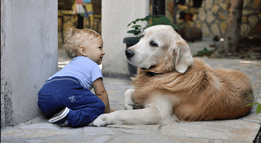 Kids And Dogs