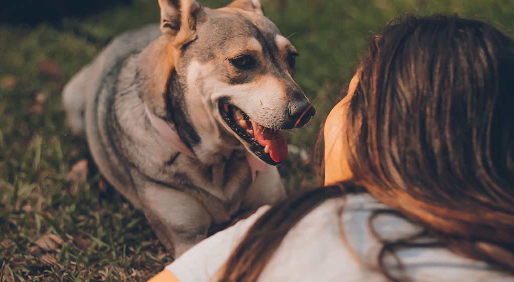 how to train a comfort dog