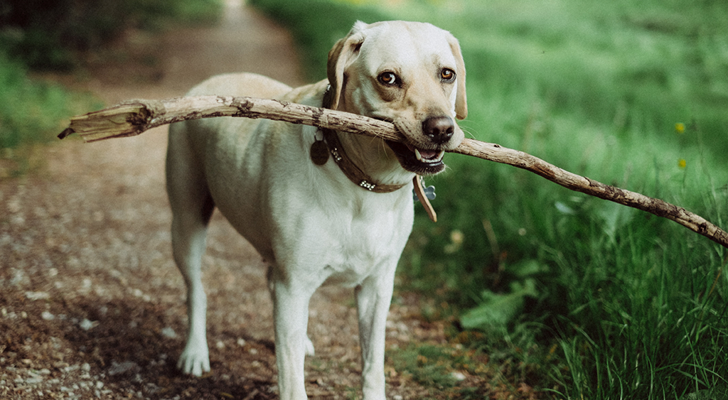 Do Dogs Get Oral Injuries