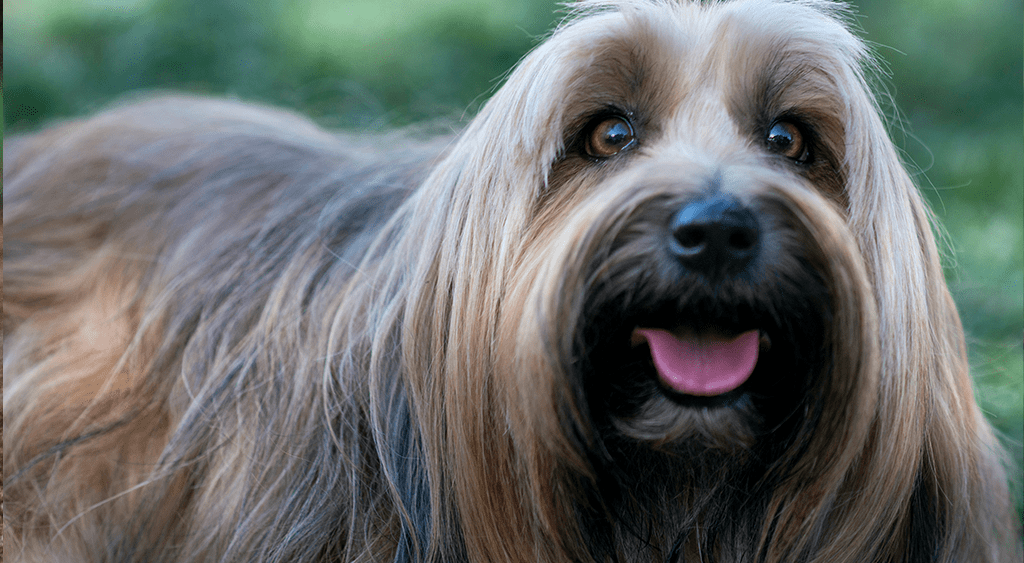 7 Ways to Control Dog Shedding