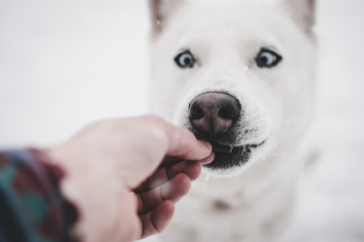 all natural dog chews