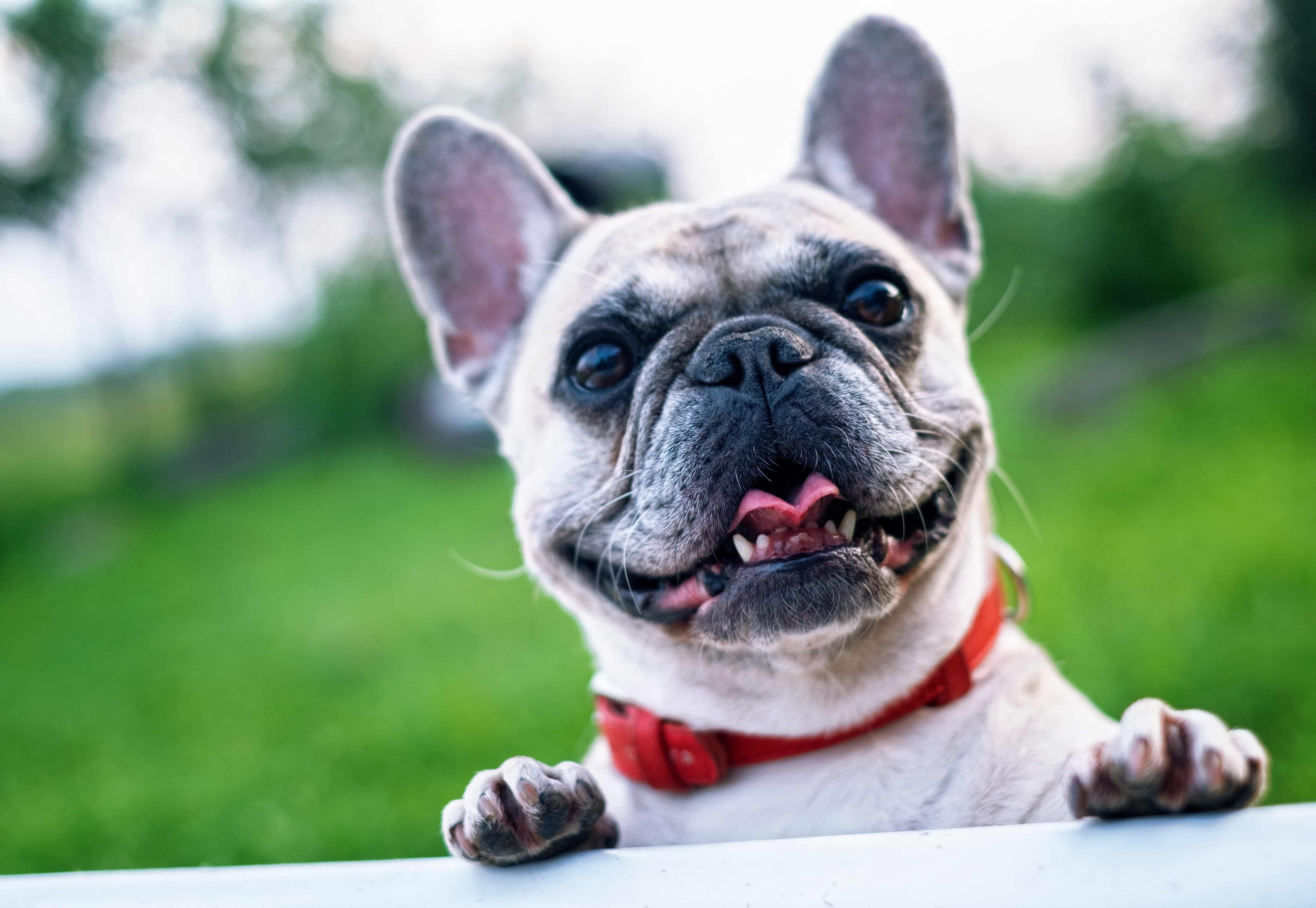 dog in the garden