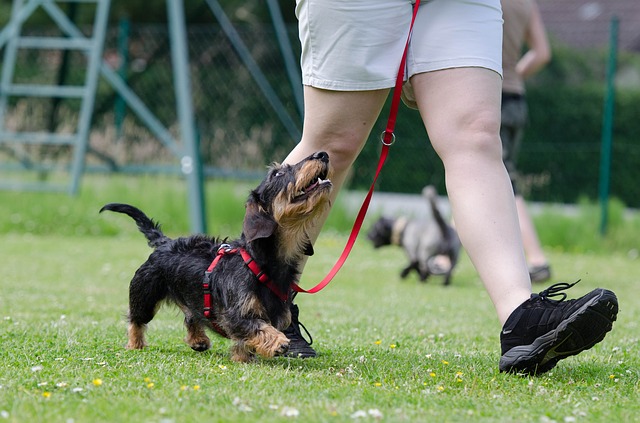 dog walking in the park