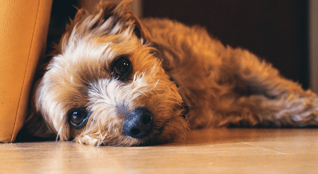 Dog Training Treats That Do Not Cause Dog Diarrhea