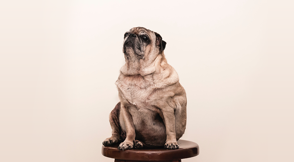 Low Fat Dog Training Treats The Best Treats for Overweight Dogs