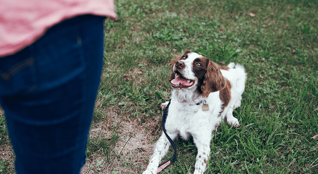 How to Train Dog Using Positive Reinforcement