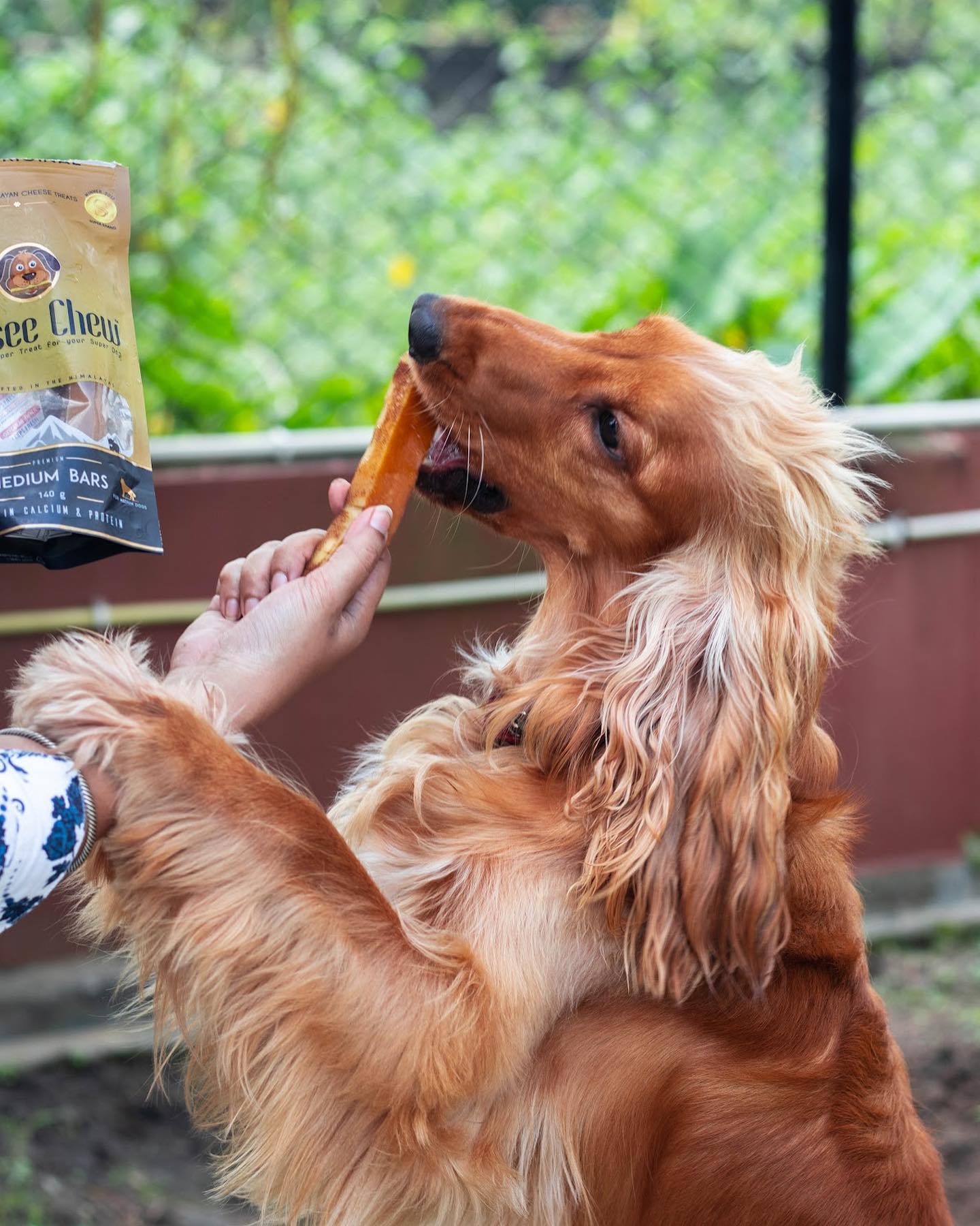 Benefits of Himalayan Yak milk Chews For Dogs Dogseechew