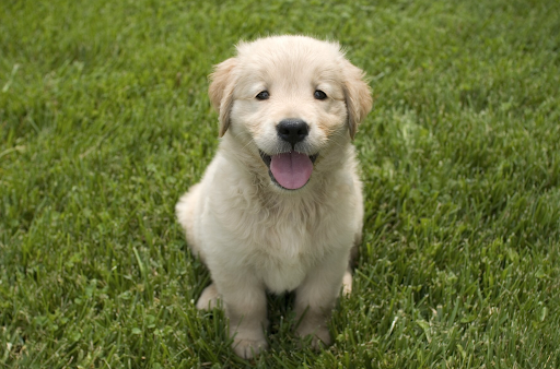 Puppy Sitting in the Ground