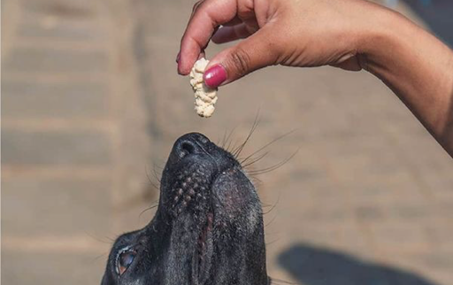 Crunchy Coconut Treats for Dogs