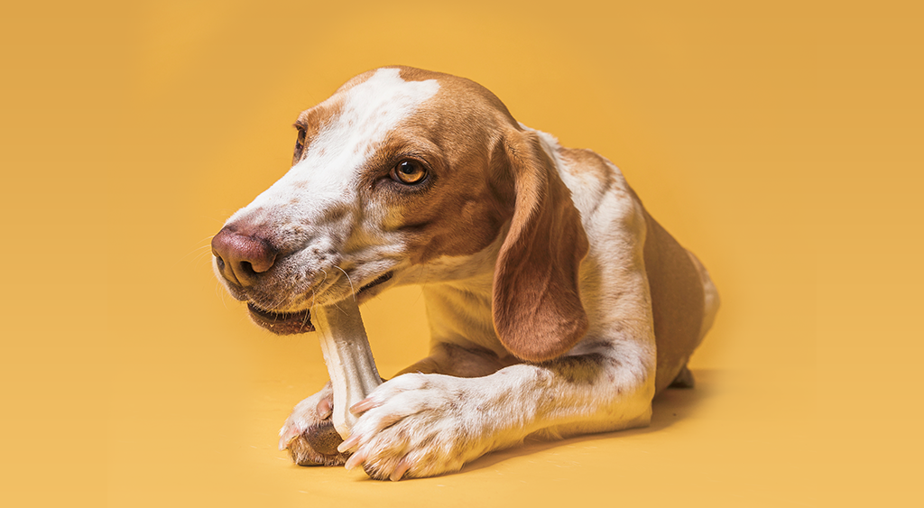 Feeding Rawhide Chews To Dogs