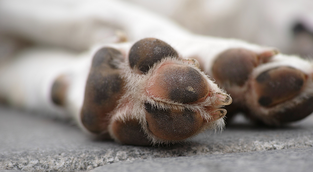 7 Reasons Behind Dogs Licking Their Paws