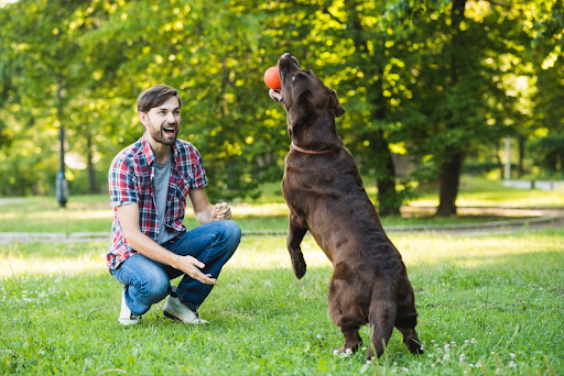 Dog Playing in the Field