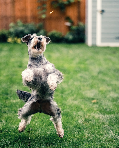 Dog Playing in Field