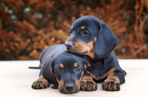 Two Puppies on the Floor