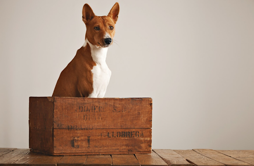 Dog Sitting Behind the Box