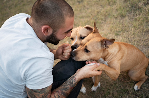 Two Dogs Playing in the Field