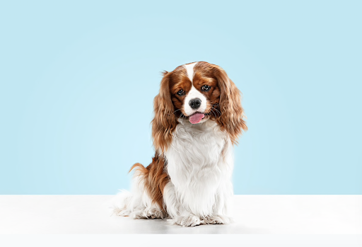 Cute Dog Sitting with white background