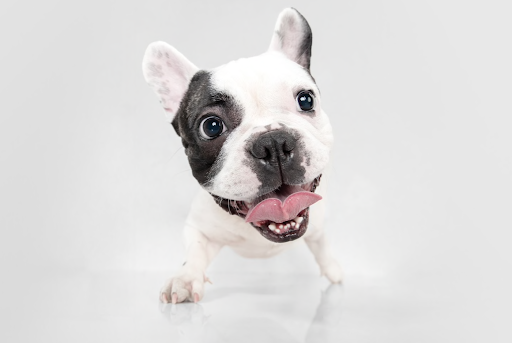 close up face of dog