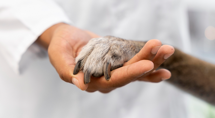 8 Common Dog Paw Problems