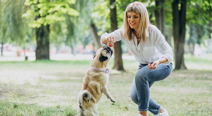 Top 7 Essential Dog Training Supplies