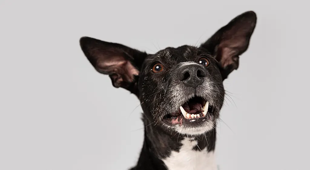 6 Signs Your Dog Needs Probiotics and Enzymes 6 Signs Your Dog Needs Probiotics And Enzymes