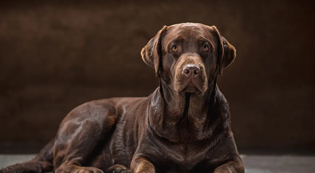 Feeding Natural Dog Biscuits