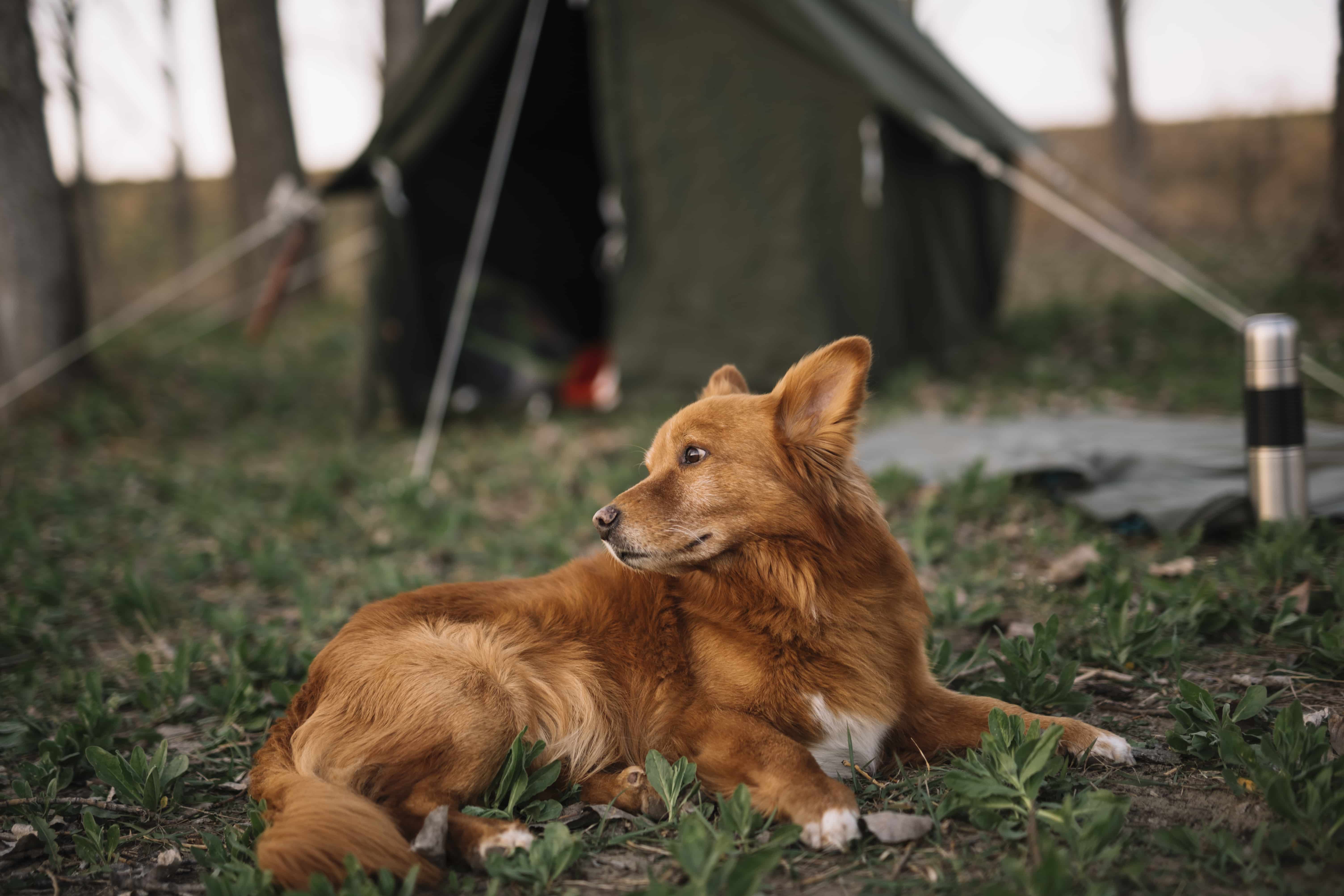 cute dog sitting grass