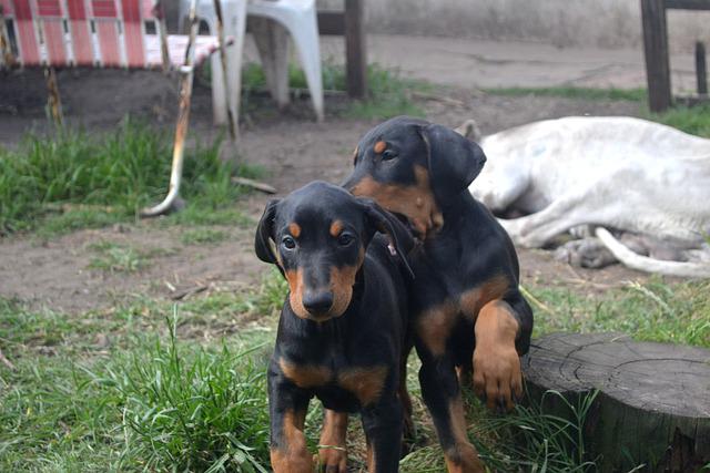 Training a Doberman Puppy