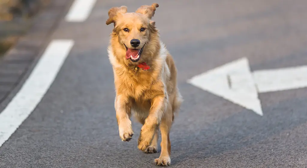 Fun Running Games to Play with Your Dog