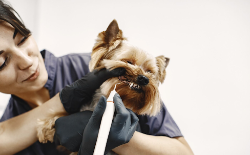 Teeth cleaning