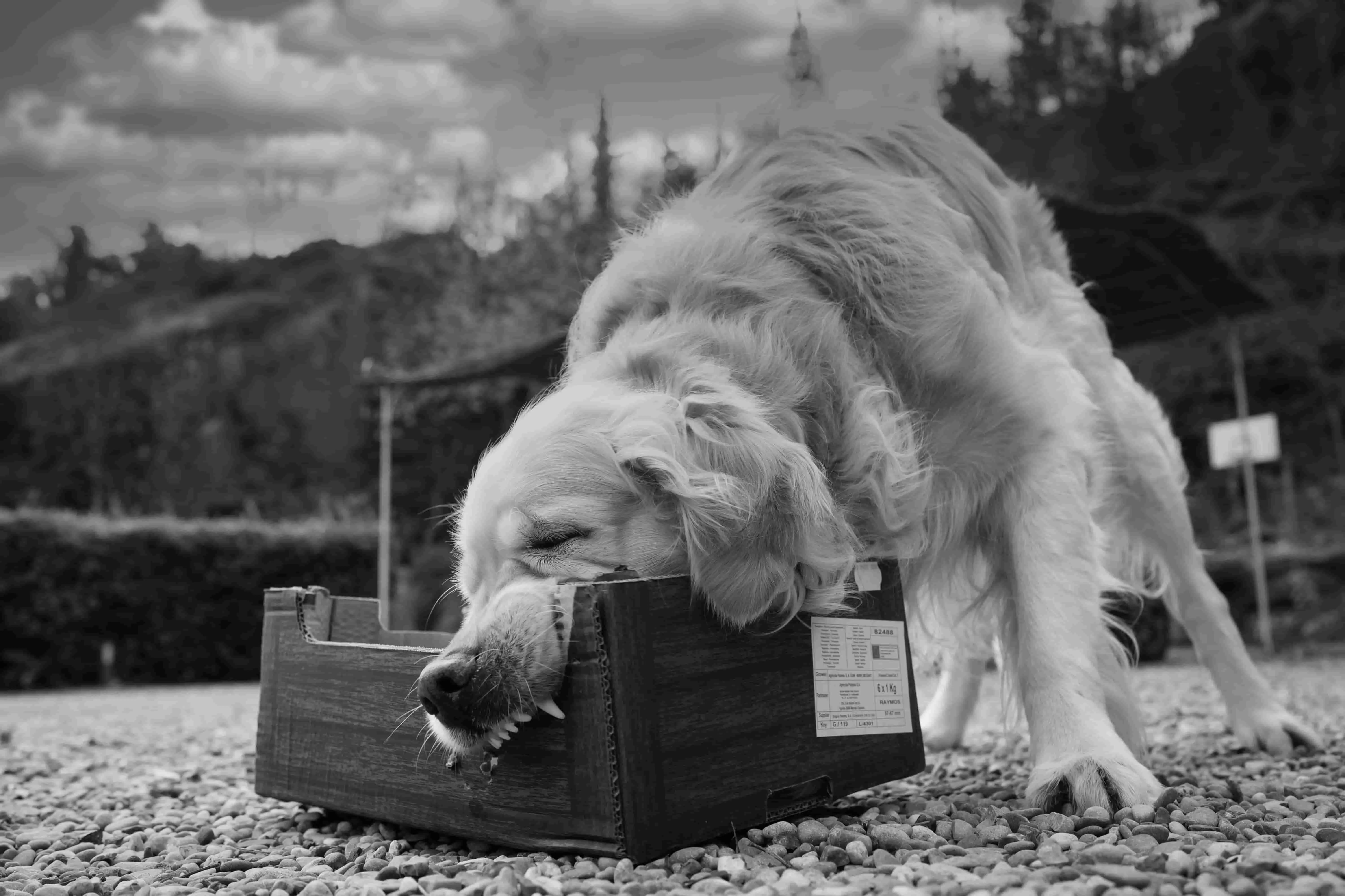 Dog Bitting on Box