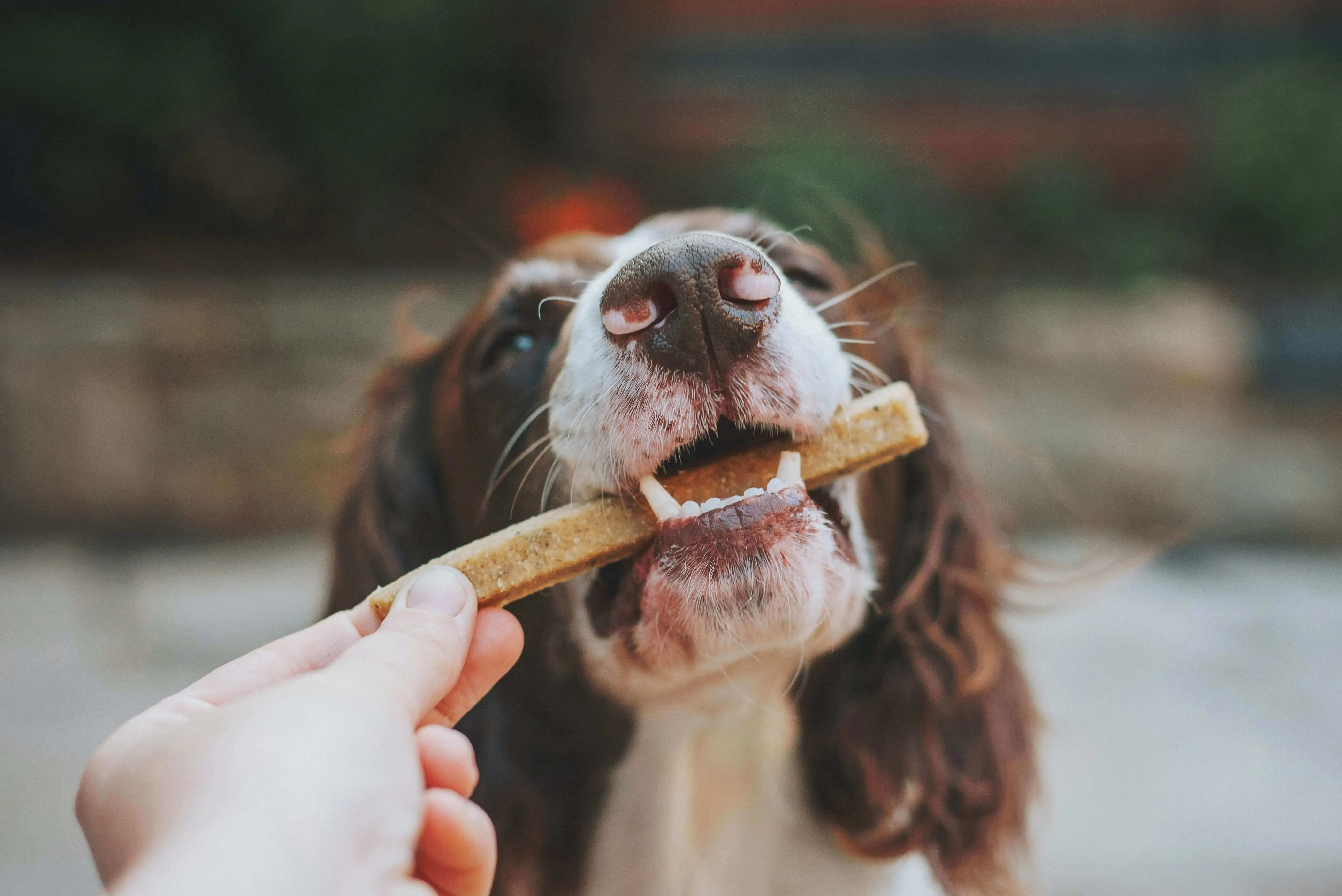 dog eating treats