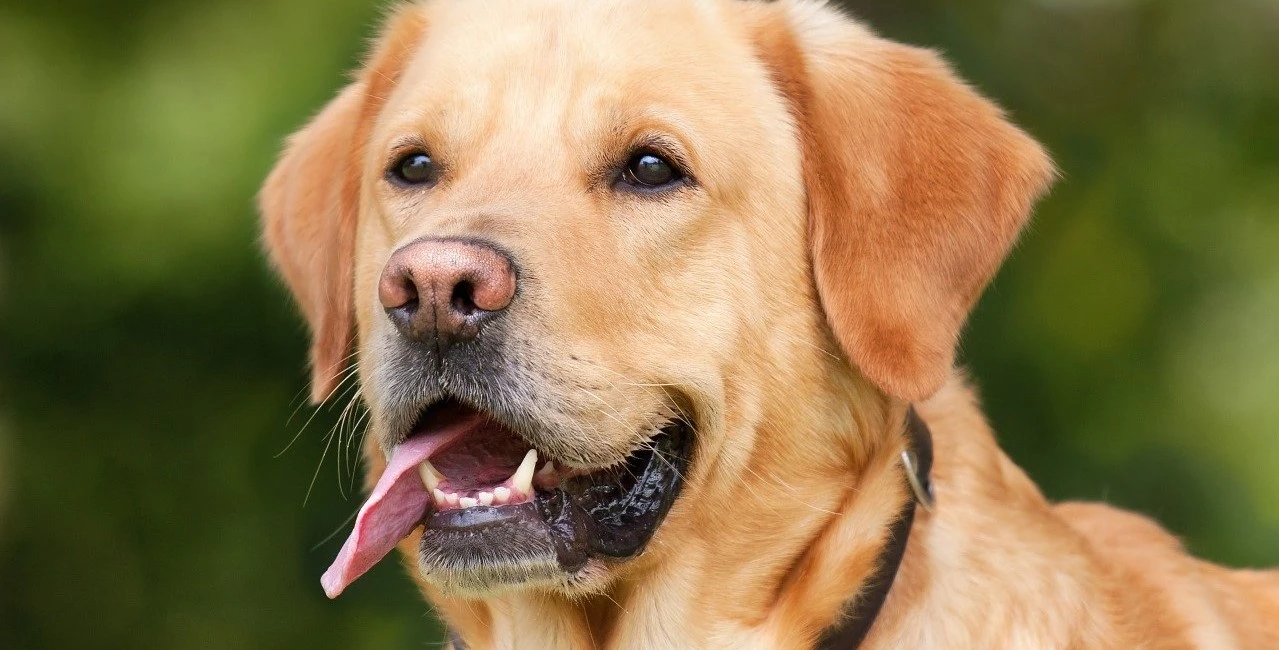 Dog Nutrition and Diet